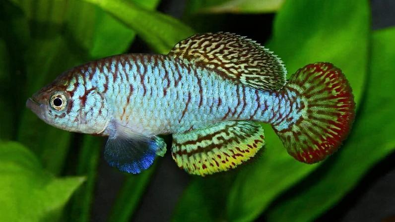 Mais de 300 espécies de água doce descritas em 2025