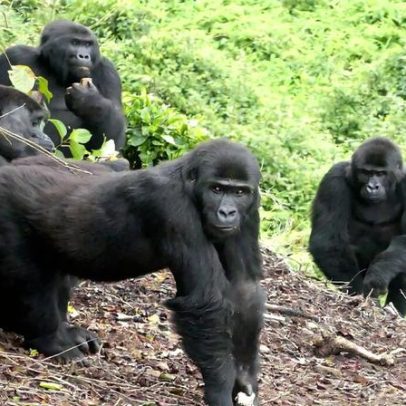 Dia Mundial da Restauração: esperança para espécies e ecossistemas