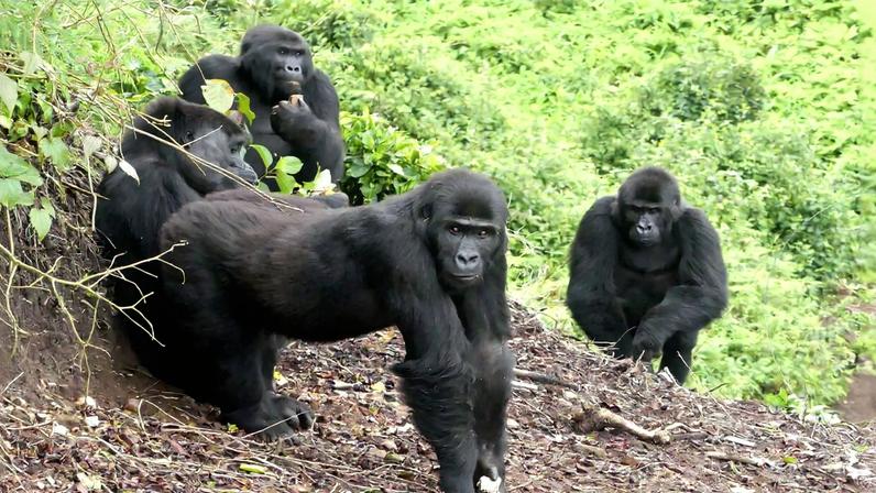Dia Mundial da Restauração: esperança para espécies e ecossistemas