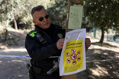 Un agente de policía de Cerdanyola del Vallès cuelga un cartel informativo de zona infectada por la peste porcina en la sierra de Collserola, en noviembre.