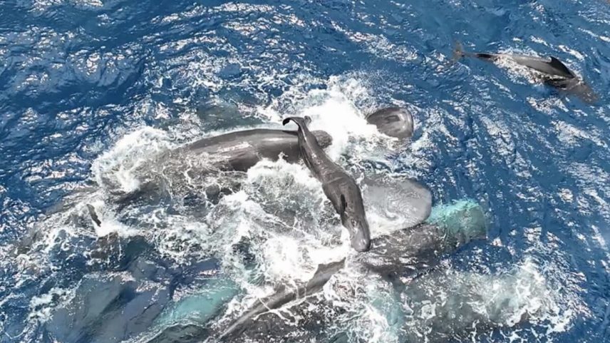 Família e amigos ajudam mãe e filhote de cachalote durante parto
