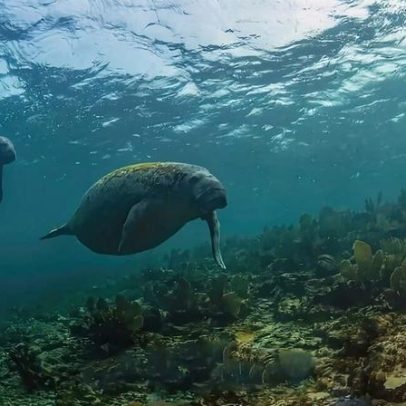 Dia de Apreciação do Manatí: gigantes que protegem ecossistemas aquáticos