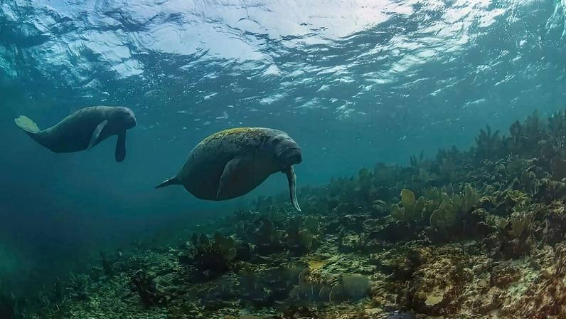 Dia de Apreciação do Manatí: gigantes que protegem ecossistemas aquáticos