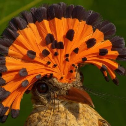 As aves mudam, e a memória indígena é o registro mais antigo