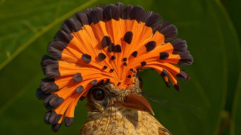 As aves mudam, e a memória indígena é o registro mais antigo