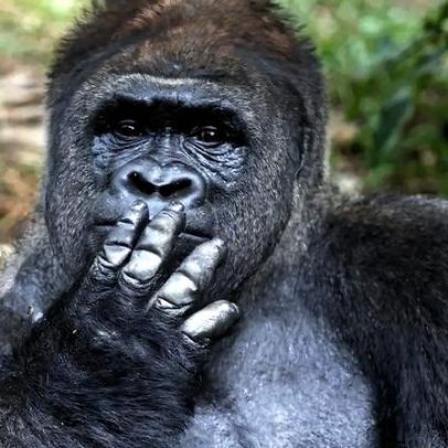 Estudo compara tamanho dos genitais entre grandes primatas