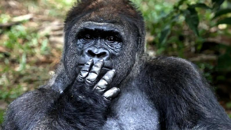 Estudo compara tamanho dos genitais entre grandes primatas