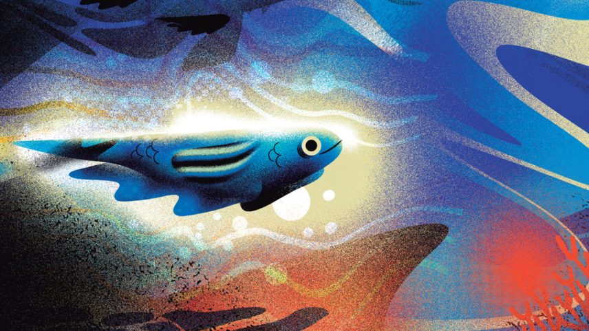 Peixe amazônico usa eletricidade para se orientar no escuro