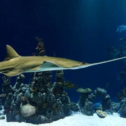 Pequena esperança para o peixe-serra do Sri Lanka, agora quase extinto