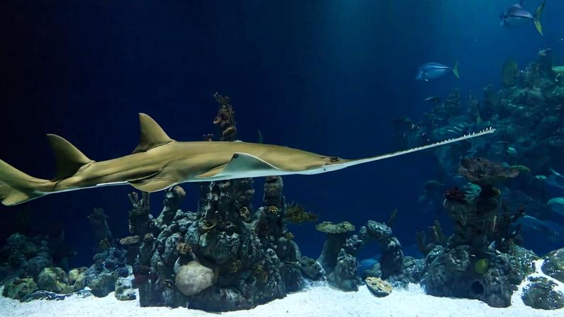 COLOMBO — The sawfish, a large ray, is easily recognized by its long, flattened snout edged with sharp, tooth-like projections that form a distinctive “saw,” technically known as a rostrum. Despite being one of the ocean’s most extraordinary creatures, very little research has been carried out on sawfish in Sri Lanka.