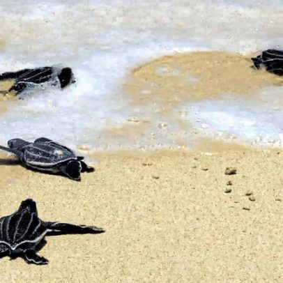 Guaxinins e compostagem favorecem predação de tartarugas na Costa Rica