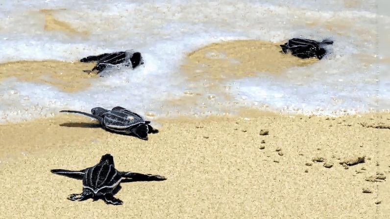 Leatherback sea turtle hatchlings head to sea. Image by US Fish and Wildlife Service via Wikimedia Commons/ Animalia.