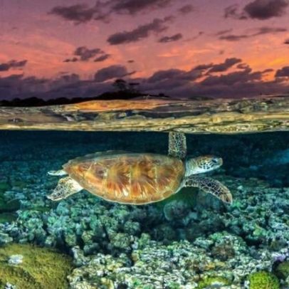 Perspectiva de espécies migratórias piora com perda de habitat e gripe aviária