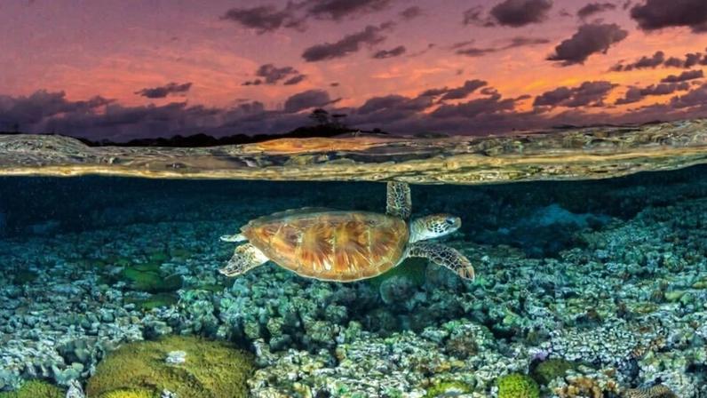 Perspectiva de espécies migratórias piora com perda de habitat e gripe aviária