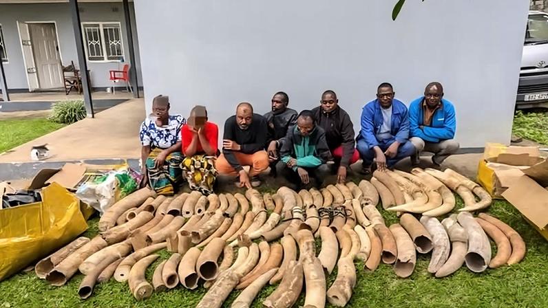 Zâmbia apreende 500 kg de marfim em operação contra tráfico de vida selvagem