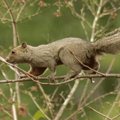 Argentina atualiza lista de mamíferos da IUCN com foco em espécies não nativas