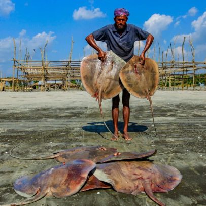 Bangladesh vê mais pesca de raias e tubarões à medida que espécies tradicionais caem