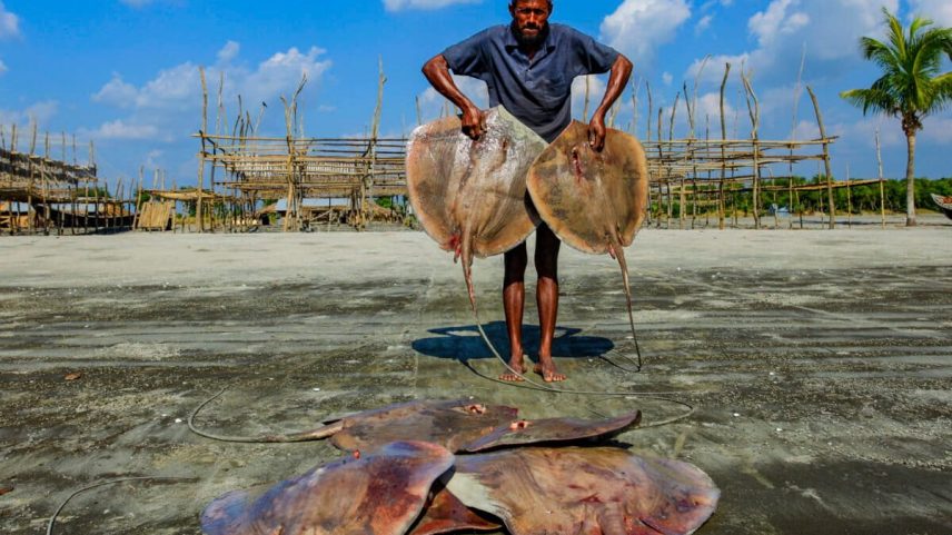 Bangladesh vê mais pesca de raias e tubarões à medida que espécies tradicionais caem