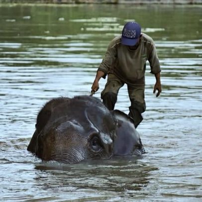 Indonésia propõe redirecionar reserva de elefantes para carbono e turismo