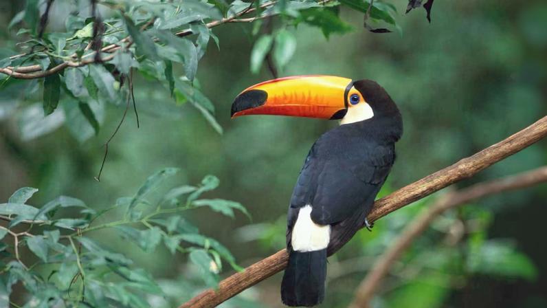 Conhecimento indígena aponta o desaparecimento de aves de grande porte