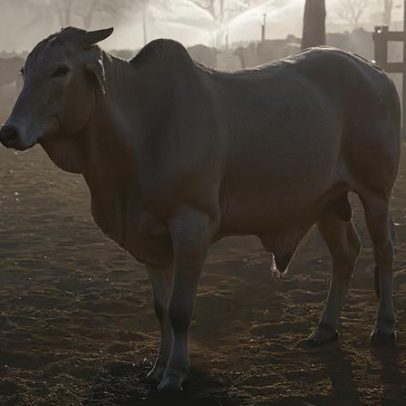 Minerva aponta falta de gado e guerra pressionando margens dos frigoríficos