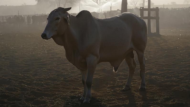 Gado pertencente à Minerva pasta em fazenda em Barretos, São Paulo (Foto: Dado Galdieri/Bloomberg)
