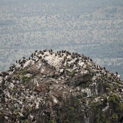 Imagens de satélite identificam colônias reprodutivas de abutres por fezes