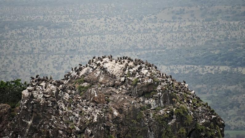 Imagens de satélite identificam colônias reprodutivas de abutres por fezes