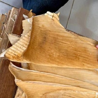 Polícia brasileira apreende mais de 1,5 tonelada de barbatanas de tubarão