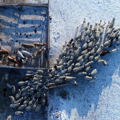 Região de Novosibirsk declara emergência bovina; abates provocam protestos