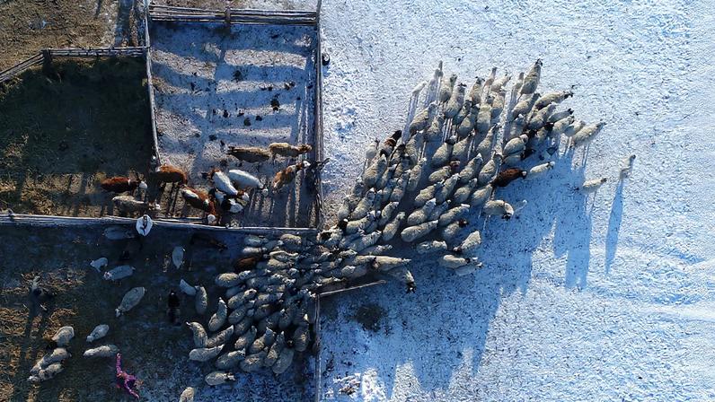 An aerial view shows the cattle at the nomad camp of a farmerin Kara-Charyaa area south of Kyzyl town, the administrative centre of the Republic of Tuva