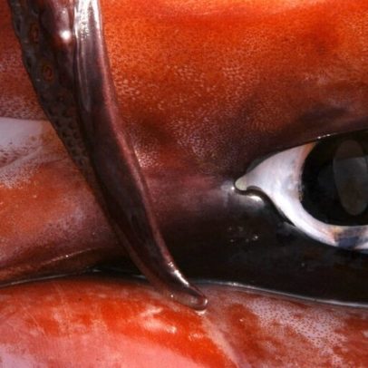 Controles moderados à frota de lulas no Pacífico Sul em reunião de pesca