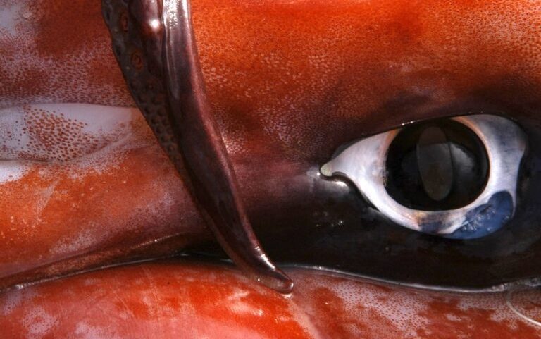 Controles moderados à frota de lulas no Pacífico Sul em reunião de pesca