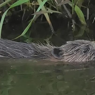 Castor ganancioso capturado duas vezes em armadilha de monitoramento