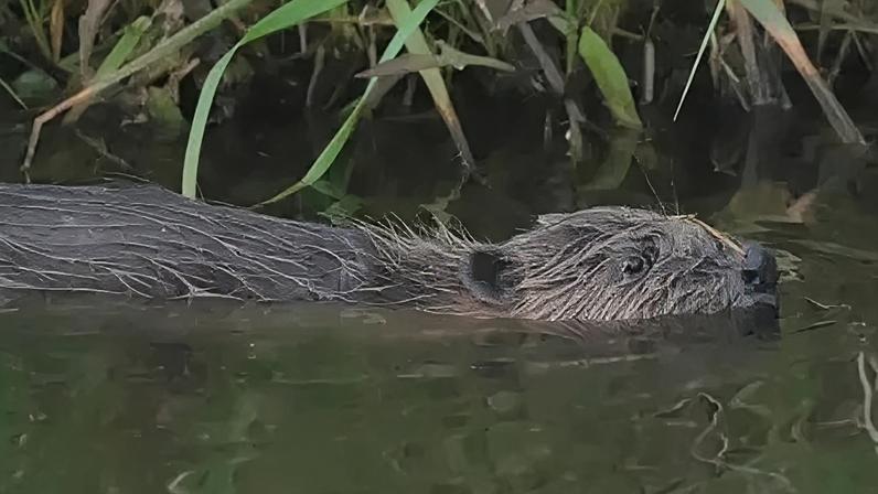 Castor ganancioso capturado duas vezes em armadilha de monitoramento