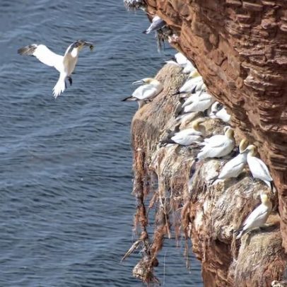 Ninhos de aves marinhas feitos com lixo plástico no litoral alemão