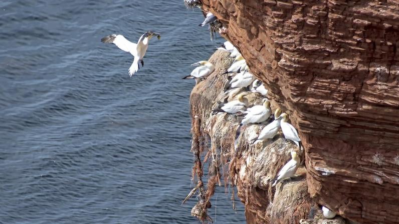 Ninhos de aves marinhas feitos com lixo plástico no litoral alemão