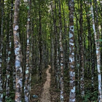 Plantadores presos pela degradação florestal com falha do projeto agarwood