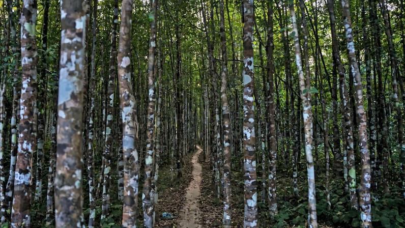 A healthy private agarwood plantation in Sujanagar, Moulvibazar. Plantations in forest lands are often not as healthy as planters have lost interest due to delays in auctioning the trees.