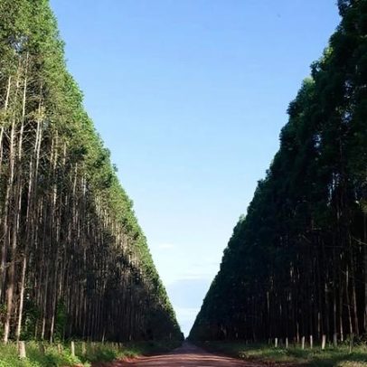 Suzano eleva preços da celulose em abril