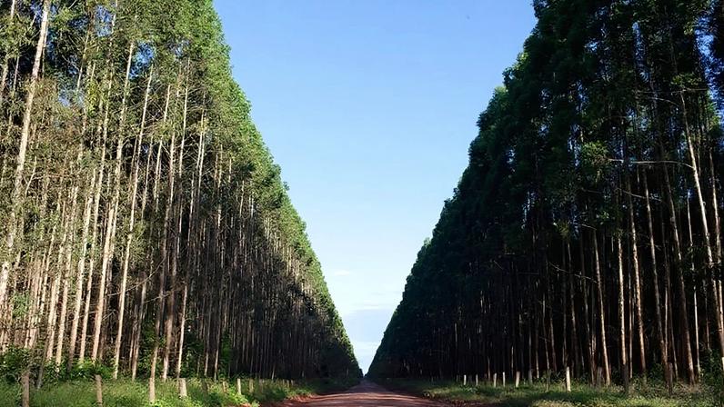 Suzano eleva preços da celulose em abril