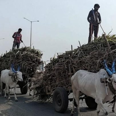 Açúcar na Índia sobe 10,4% e chega a 26,2 milhões de toneladas