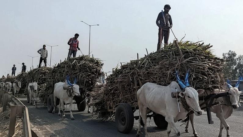 Açúcar na Índia sobe 10,4% e chega a 26,2 milhões de toneladas