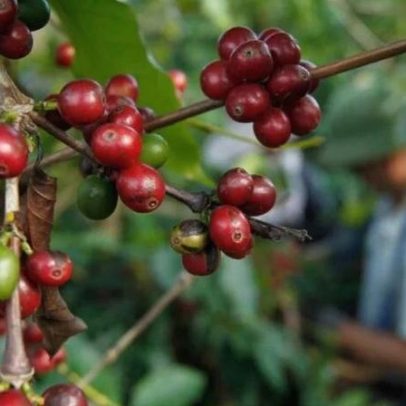 IBGE projeta safra de café de 64,1 milhões de sacas em 2026