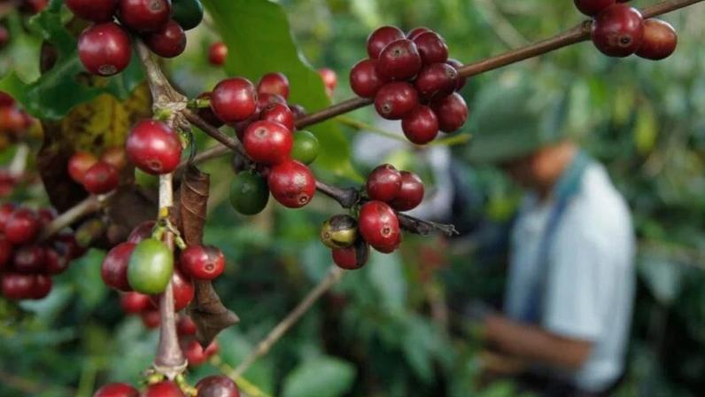 IBGE projeta safra de café de 64,1 milhões de sacas em 2026