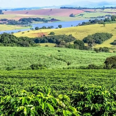 Safra recorde no Brasil pode reduzir preços do café