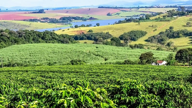 Vista de cafezais em região montanhosa no Brasil