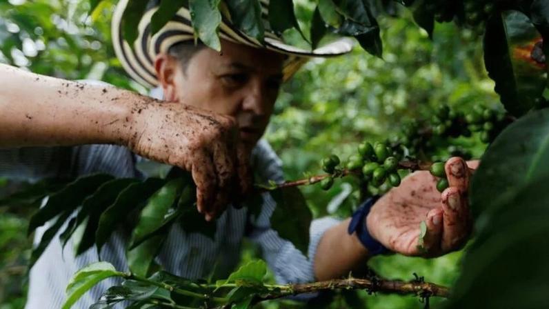 Produtor de café na Colômbia colhe frutos em Pueblorrico 11/03/2019