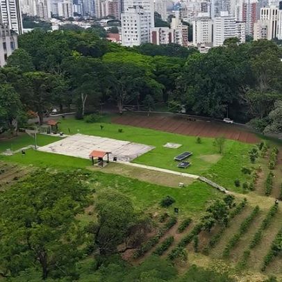 Maior cafezal urbano do mundo fica no Brasil e deve crescer