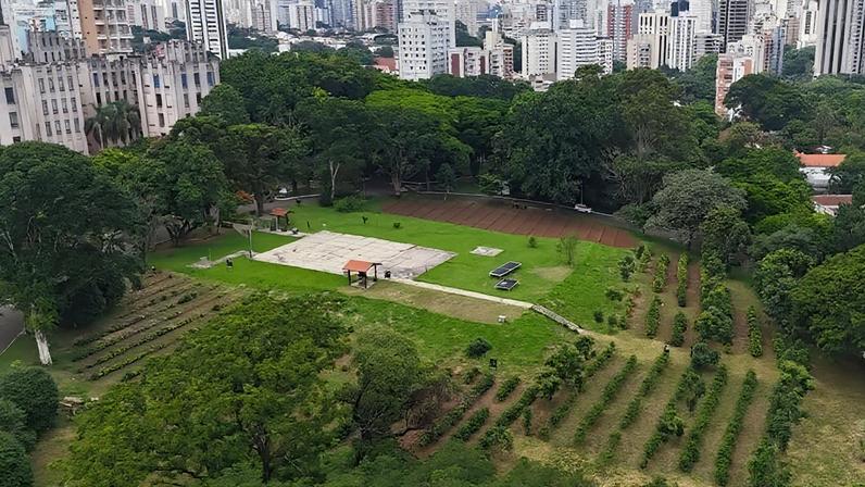 Maior cafezal urbano do mundo fica no Brasil e deve crescer